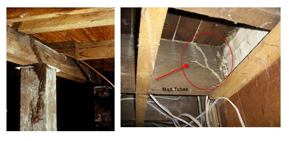 timber pest inspection
