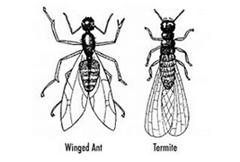 spotting-termites