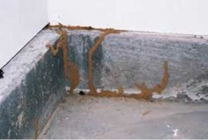 termite-damage-1