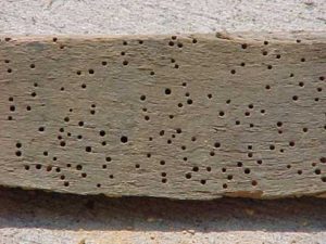 termite-damage-3