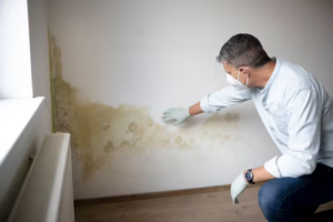 Dampness and mould growth are common in humid Australian climates