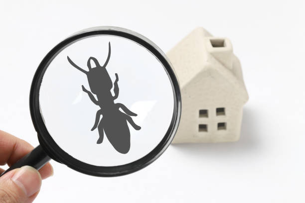 the-link-between-pest-inspections-and-health-in-your-home