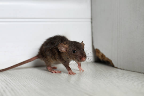 keeping-pesky-rodents-mice-rats-at-bay-australia